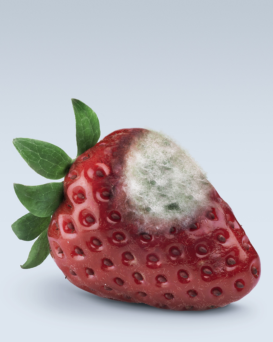 MSD_Fragola_v2
